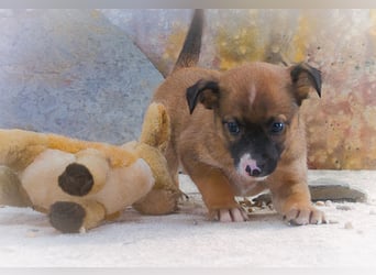 Patch - junger Mischlingsrüde