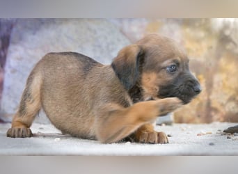 Lucky - freundlicher Hundebub