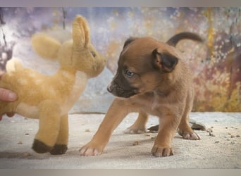 Freckles - neugieriger Hundejunge