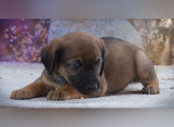 Lucky - freundlicher Hundebub