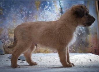 Freckles - neugieriger Hundejunge