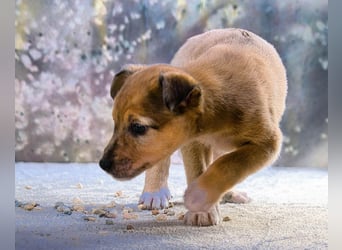 Penny - zartes Hundekind