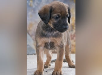 Lucky - freundlicher Hundebub