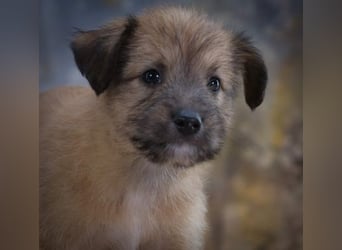 Freckles - neugieriger Hundejunge