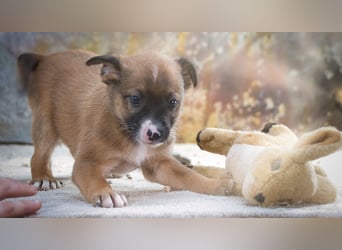 Patch - junger Mischlingsrüde