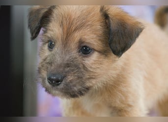 Freckles - neugieriger Hundejunge