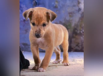 Penny - zartes Hundekind