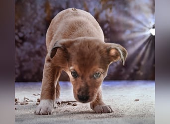 Penny - zartes Hundekind