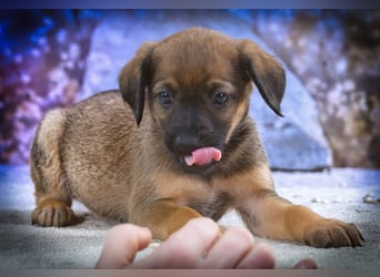 Lucky - freundlicher Hundebub