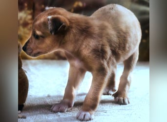 Penny - zartes Hundekind