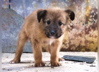 Freckles - neugieriger Hundejunge