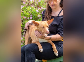 Bambi - auf der Suche nach Vertrauen