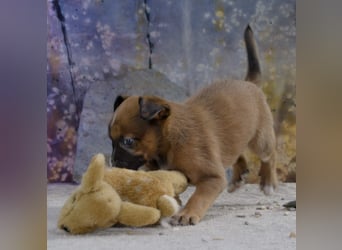 Patch - junger Mischlingsrüde