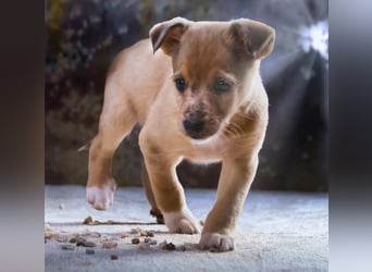 Penny - zartes Hundekind