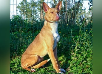 Bambi - auf der Suche nach Vertrauen