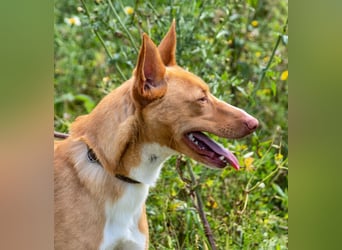 Bambi - auf der Suche nach Vertrauen