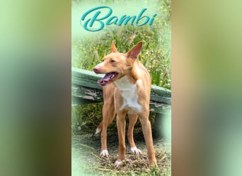 Bambi - auf der Suche nach Vertrauen