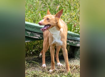 Bambi - auf der Suche nach Vertrauen