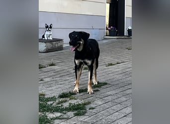 Danira - bereit für ein eigenes Zuhause!