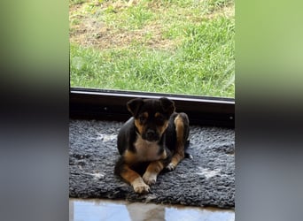 Yuna - fröhliches Hundemädchen!