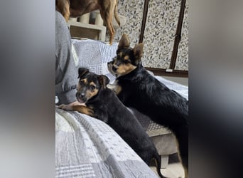 Yuna - fröhliches Hundemädchen!