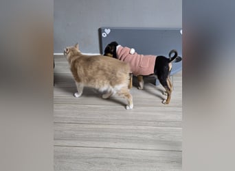 Yuna - fröhliches Hundemädchen!