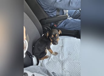 Yuna - fröhliches Hundemädchen!