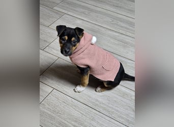 Yuna - fröhliches Hundemädchen!