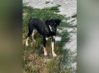 Danira - bereit für ein eigenes Zuhause!