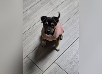 Yuna - fröhliches Hundemädchen!