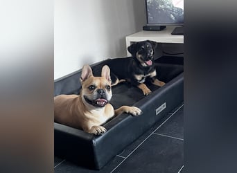 Danira - bereit für ein eigenes Zuhause!