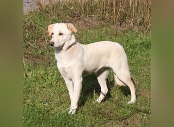 Lotta - Familie mit Herz gesucht