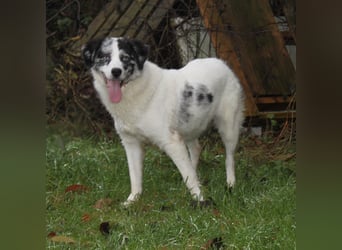 Sidney - junge Dame auf Körbchensuche