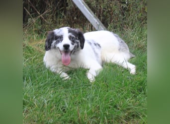 Sidney - junge Dame auf Körbchensuche