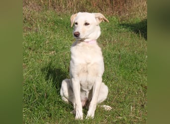 Lotta - Familie mit Herz gesucht