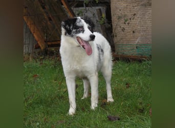 Sidney - junge Dame auf Körbchensuche