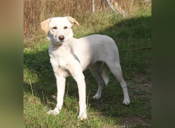 Lotta - Familie mit Herz gesucht