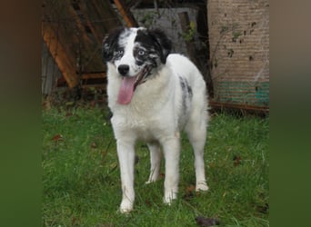 Sidney - junge Dame auf Körbchensuche