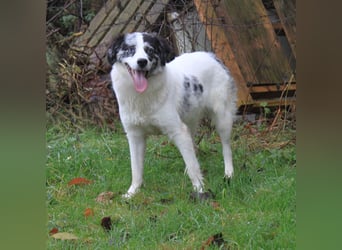 Sidney - junge Dame auf Körbchensuche