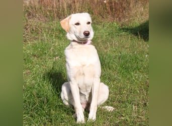 Lotta - Familie mit Herz gesucht