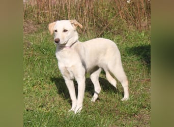 Lotta - Familie mit Herz gesucht