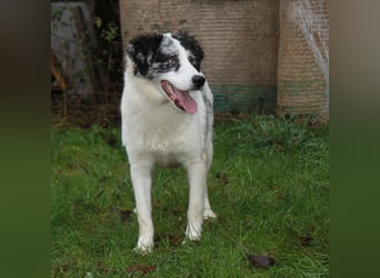 Sidney - junge Dame auf Körbchensuche