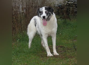 Sidney - junge Dame auf Körbchensuche