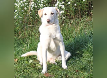 Lotta - Familie mit Herz gesucht