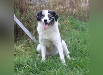 Sidney - junge Dame auf Körbchensuche