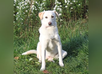 Lotta - Familie mit Herz gesucht