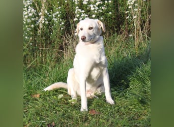 Lotta - Familie mit Herz gesucht