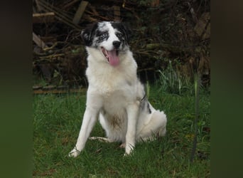 Sidney - junge Dame auf Körbchensuche