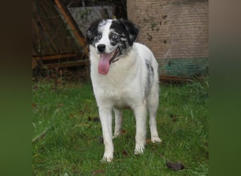 Sidney - junge Dame auf Körbchensuche