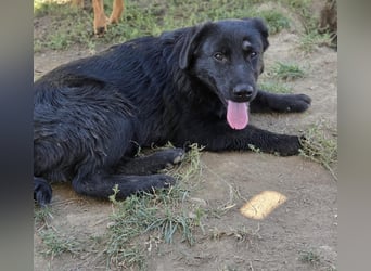 HUECO - zauberhafter Junghund sucht seine Familie